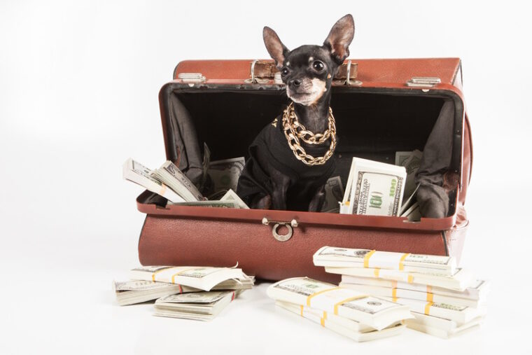 14 Richest Pets in the World (With Pictures) Hepper