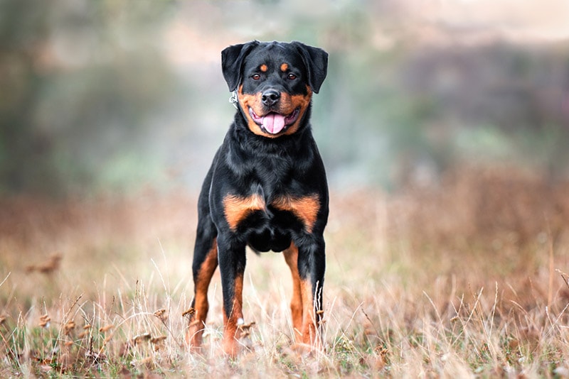 rottweiler dog standing on grass