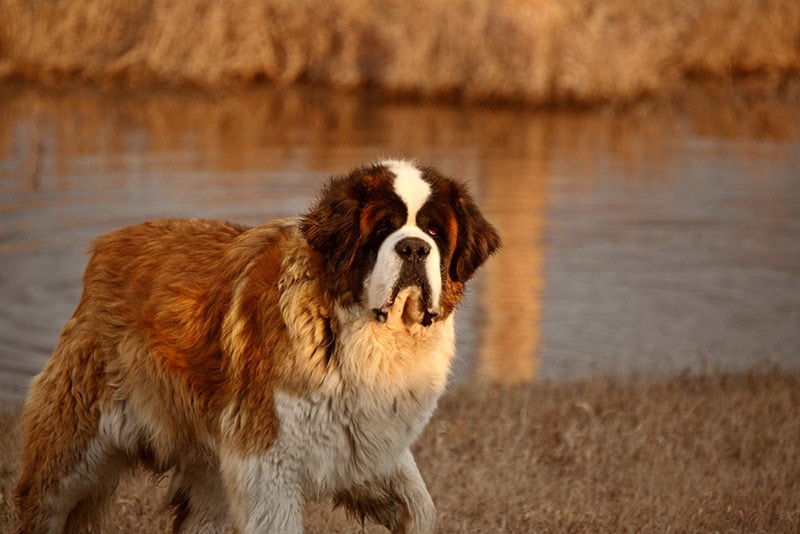 saint bernard dog standing near the pond