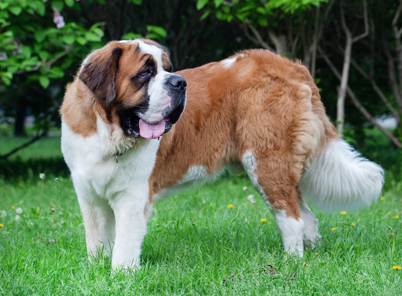 saint bernard dog standing on grass