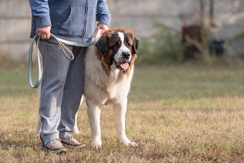 saint bernard dog with owner in the park