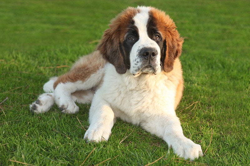 saint bernard puppy lying on grass