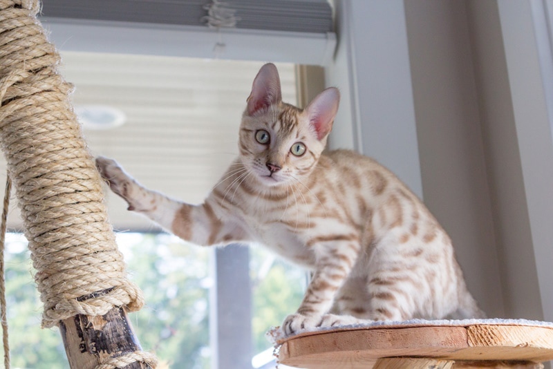 seal mink bengal cat