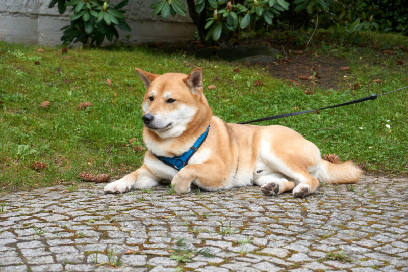 sesame shiba inu dog lying with pine cones and meadow