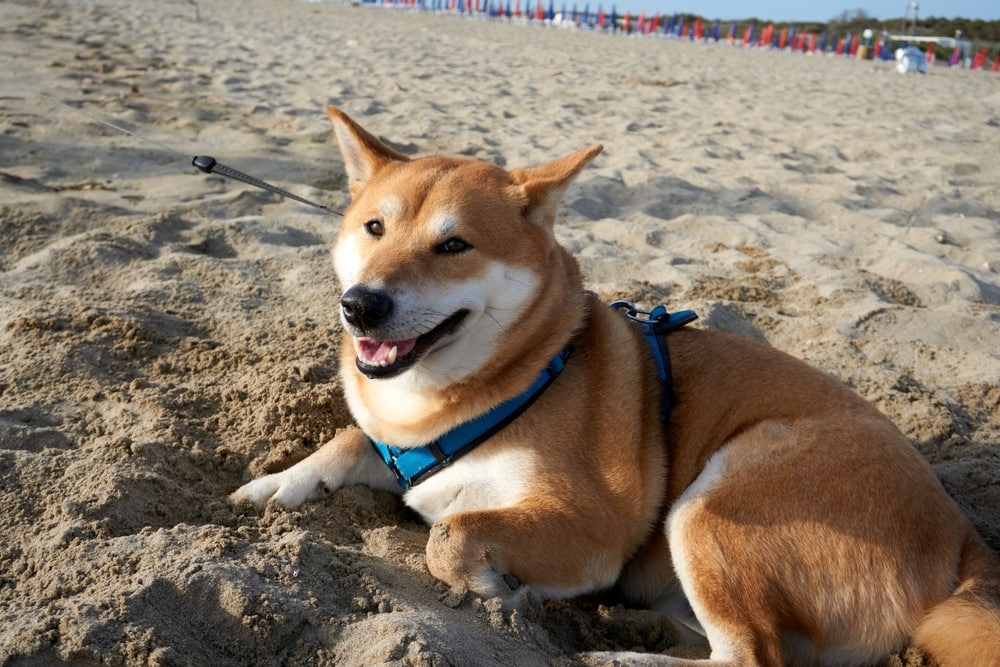 sesame shiba inu male lies on the beach and smiles