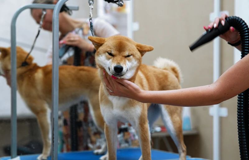 shiba inu dog being groomed