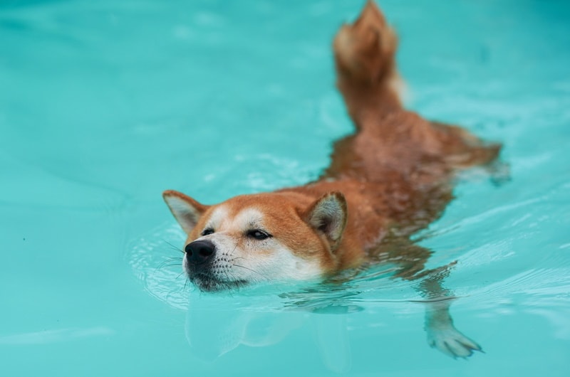 shiba inu dog swimming