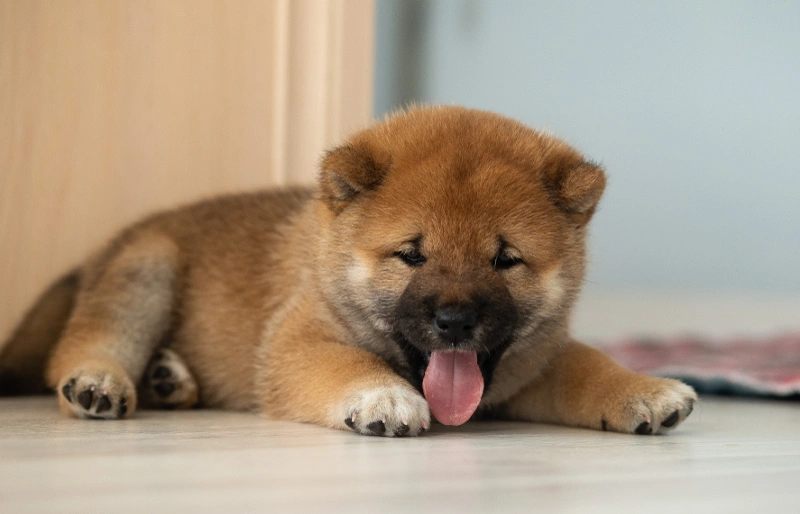 shiba inu puppy dog lying on the floor