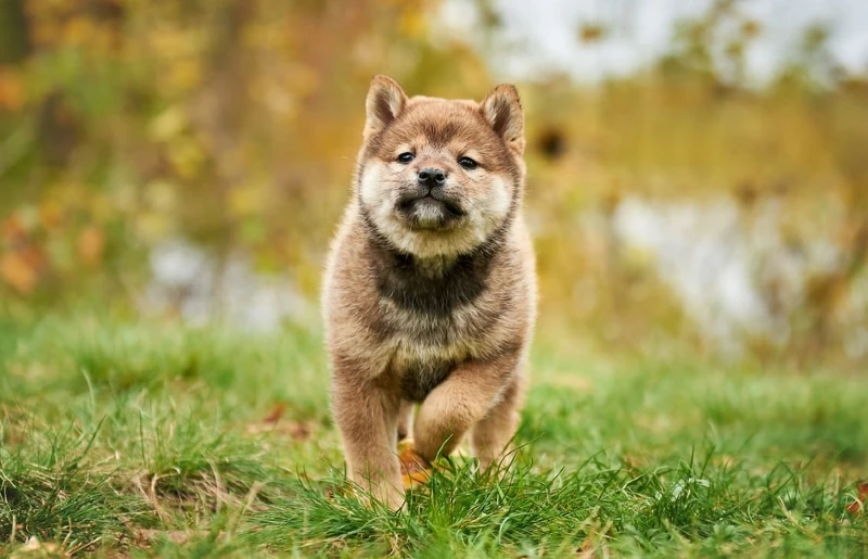 shiba inu puppy dog with sesame colored fur running on grass