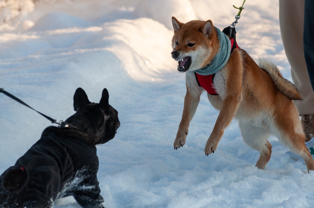 Shiba Inu Barking at a Dog