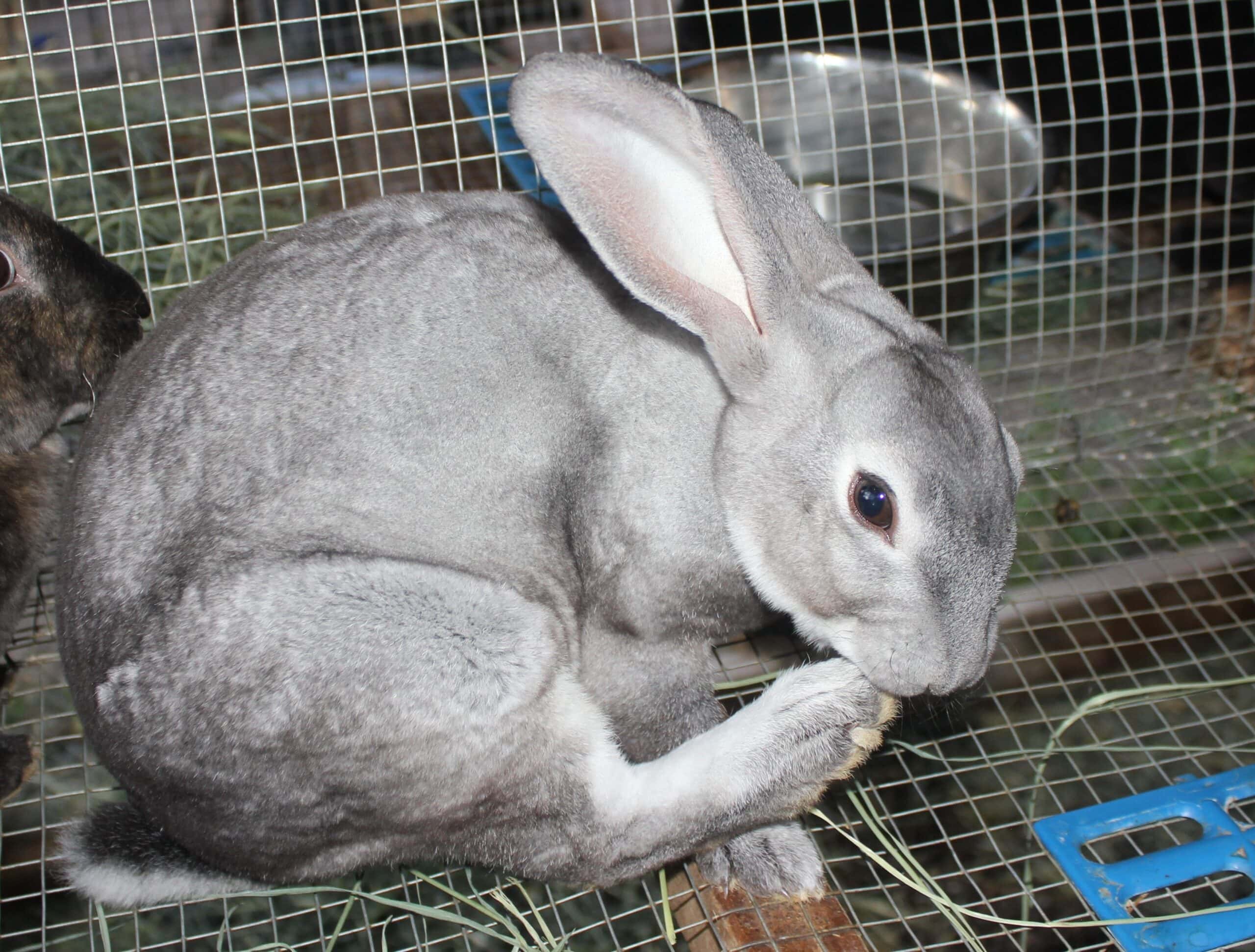 Rabbit cleaning their foot