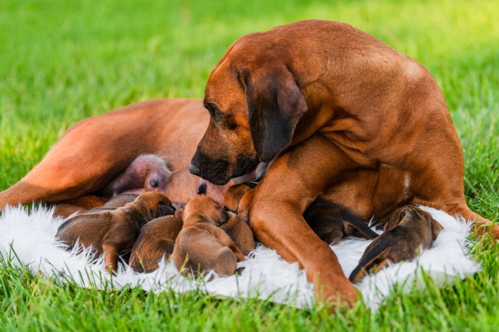 Rhodesian Ridgeback Mother Dog With Puppies