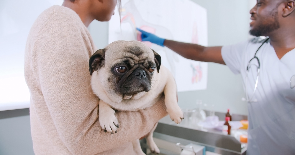 Pug on a Veterinarian office