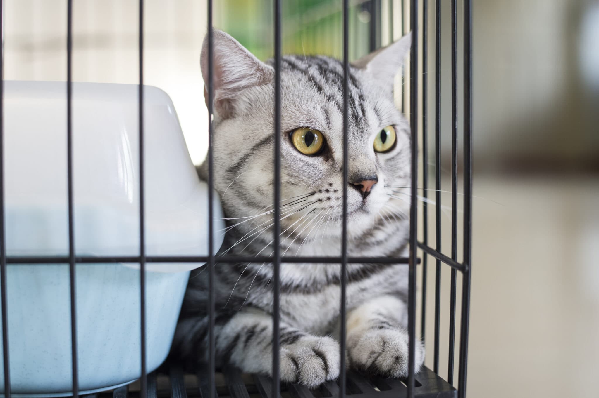 Can You Crate a Cat at Night? VetReviewed Facts & Safety Tips Hepper