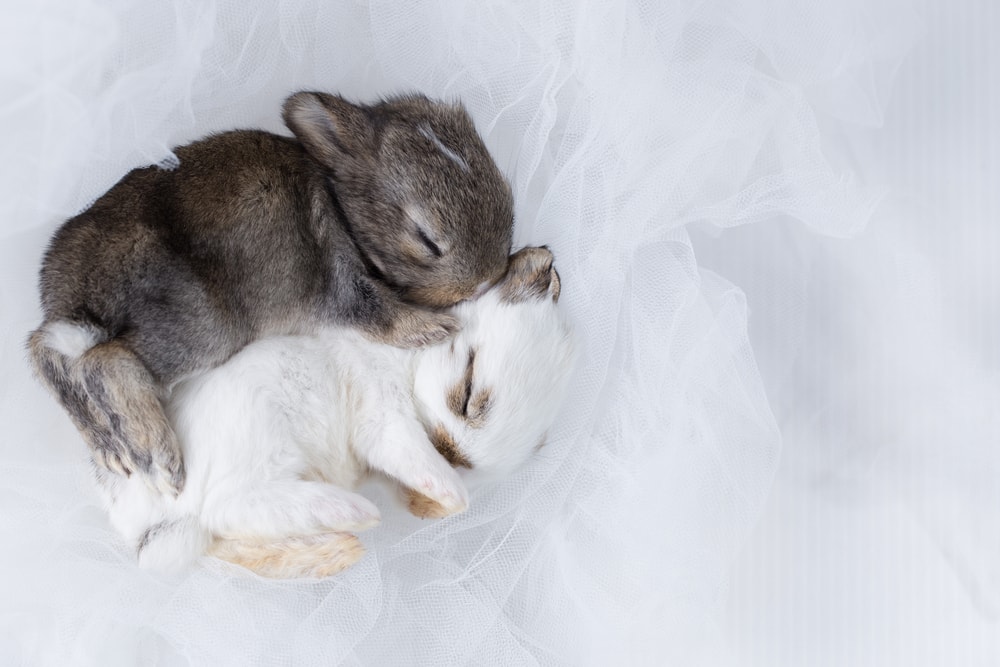 New Born Rabbits