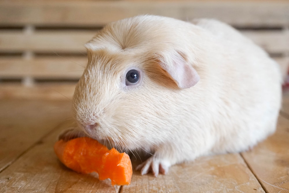Can Guinea Pigs Eat Cheerios Vet Reviewed Nutrition Facts FAQ