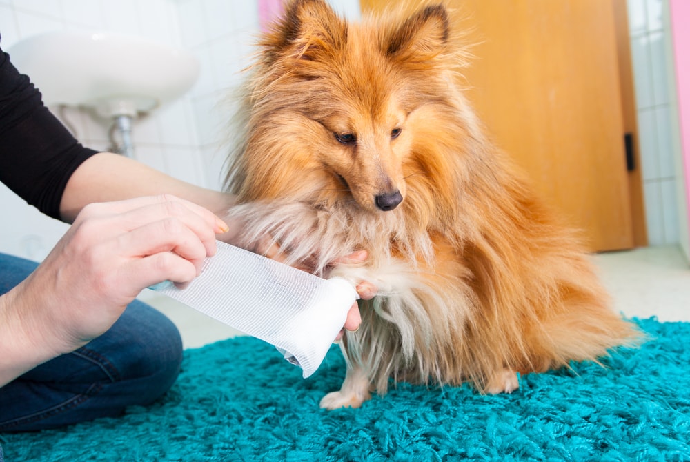 Dog paw being cured or bandage paw wound by owner