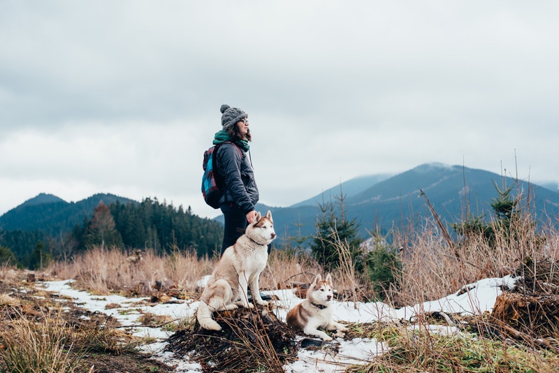 siberian husky dogs on hiking trail