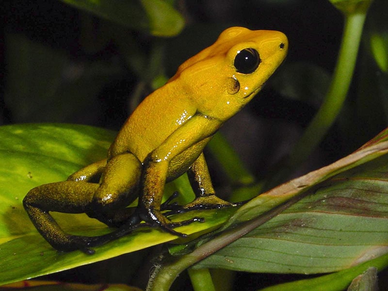 side view of a poison dart frog