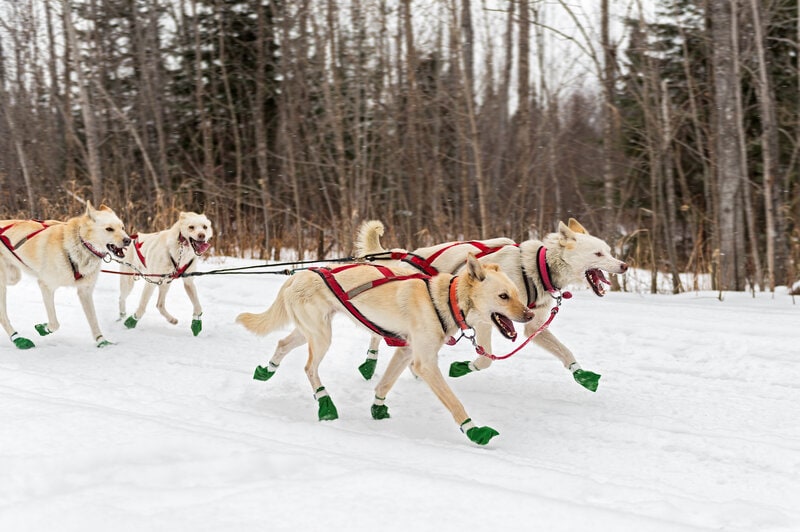 Sled dog wearing booties