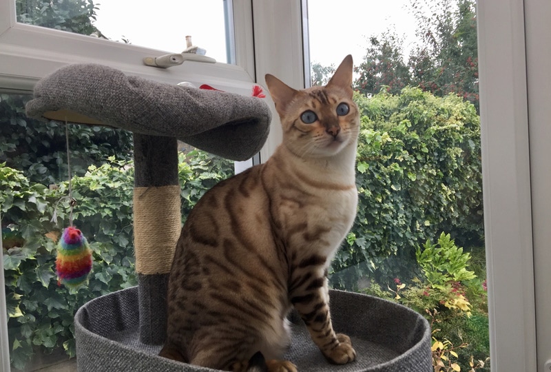 snow bengal cat sitting