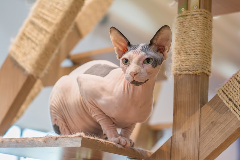 sphynx cat in wooden cat tree