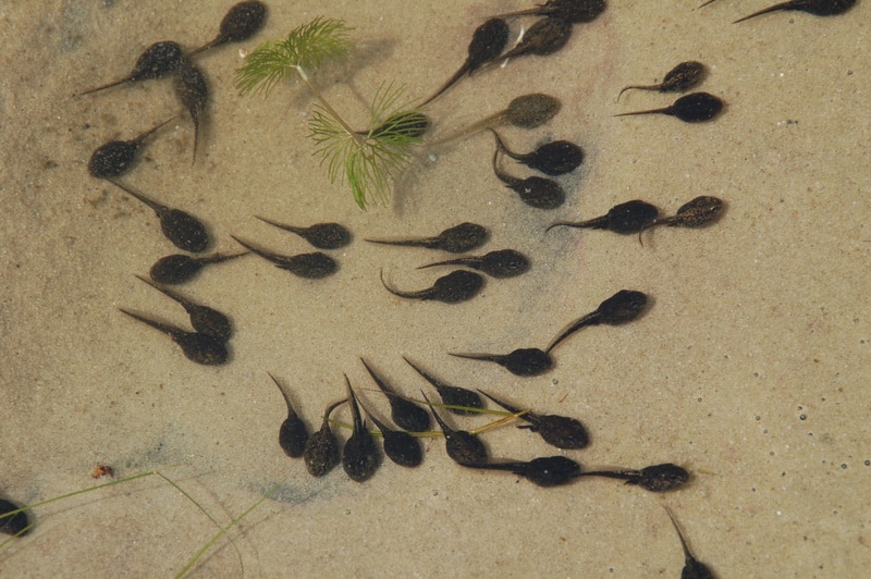 tadpoles swimming