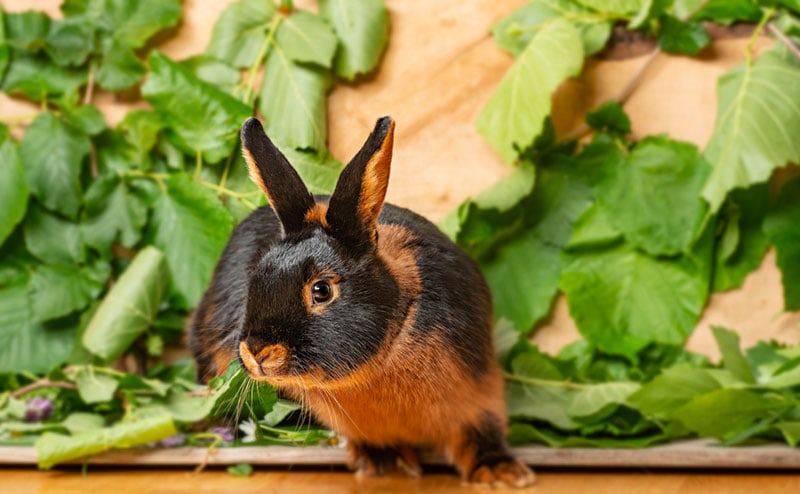 tan rabbit on a wooden background with leaves