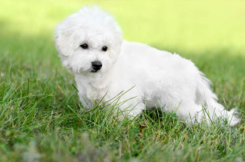 teacup bichon frise on the meadow