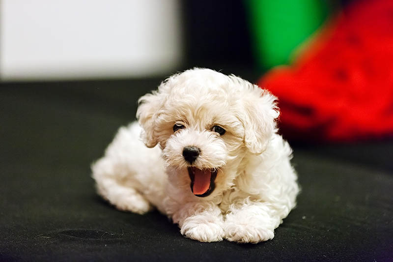 teacup bichon frise puppy