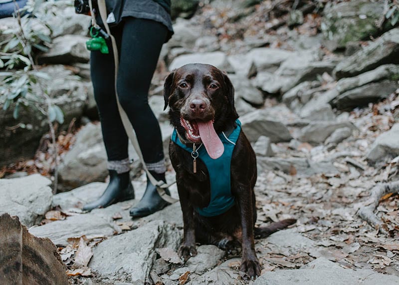 tired labrador went hiking