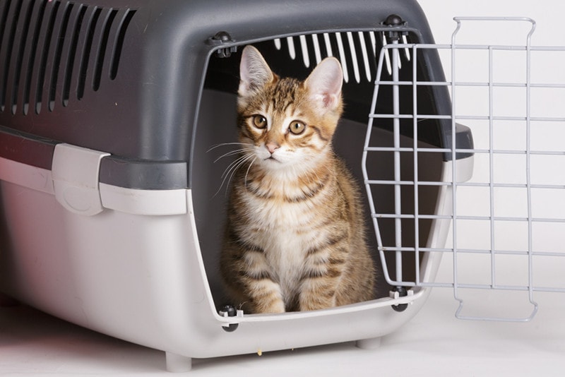 travel with cat carrier