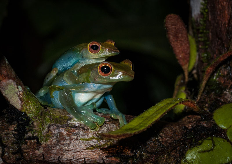 tree frogs mating
