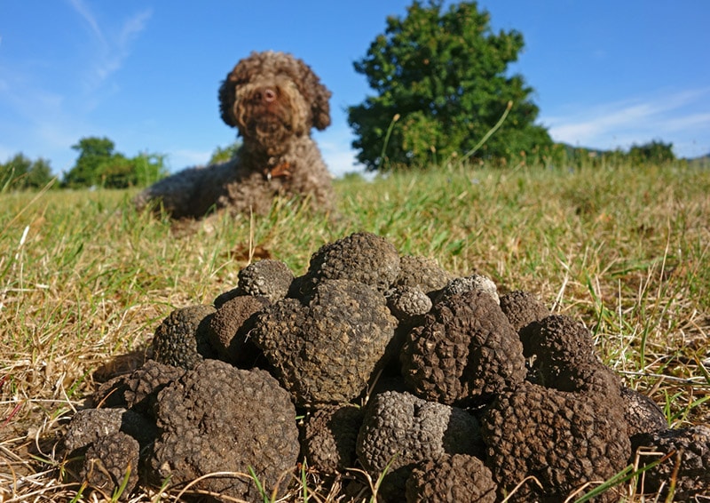 truffles in front of the dog