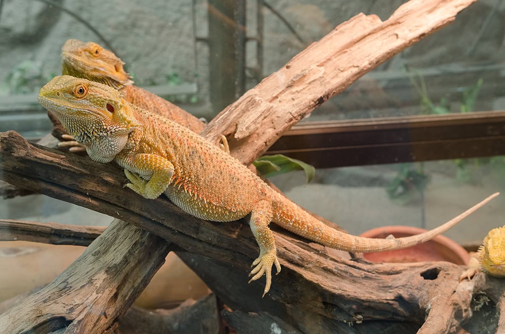 two big bearded dragons in the terrarium