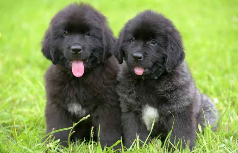 two black newfoundland puppies