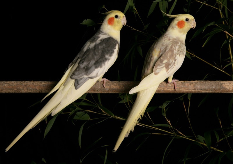 two cockatiels perching