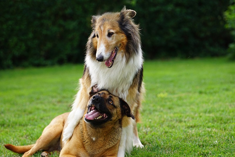 two dogs playing outdoor