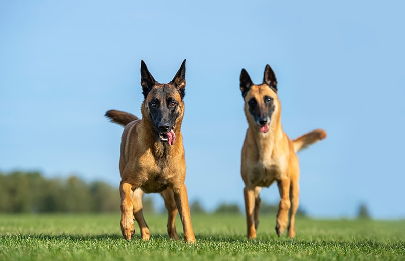 two female belgian malinois