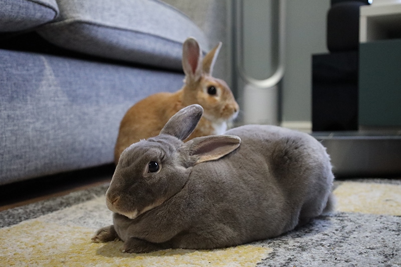 two mini rex rabbits in the house