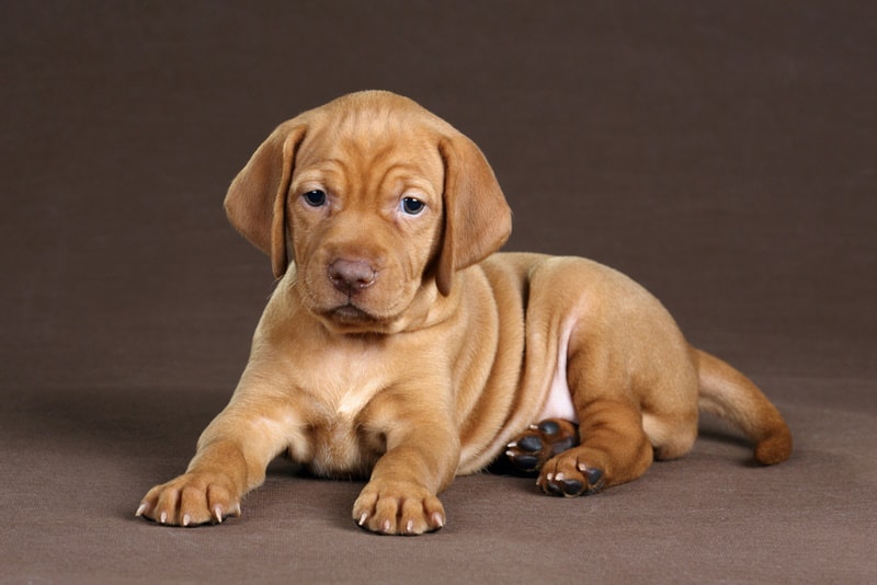 vizlsa puppy lying on brown background