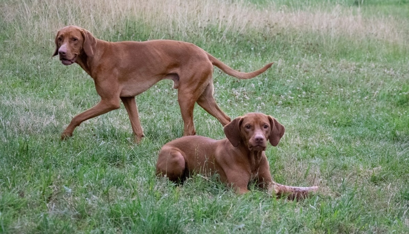 Vizsla seizure cheap