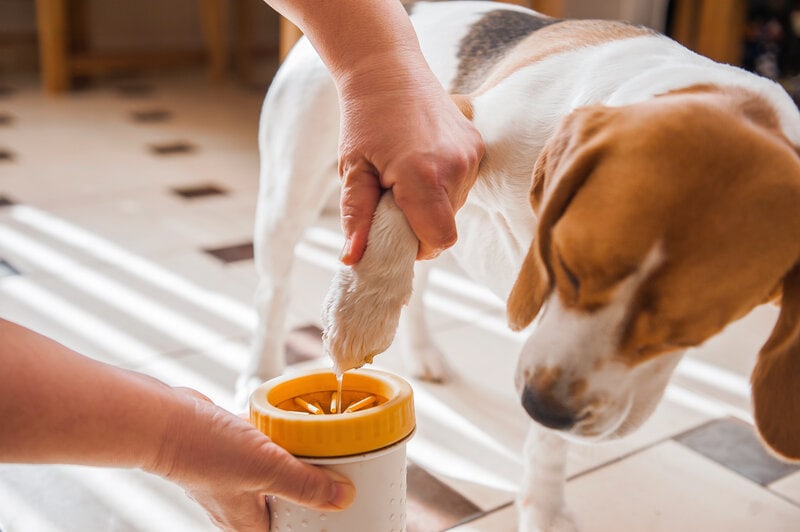 A Beagle using a dog paw cleaner