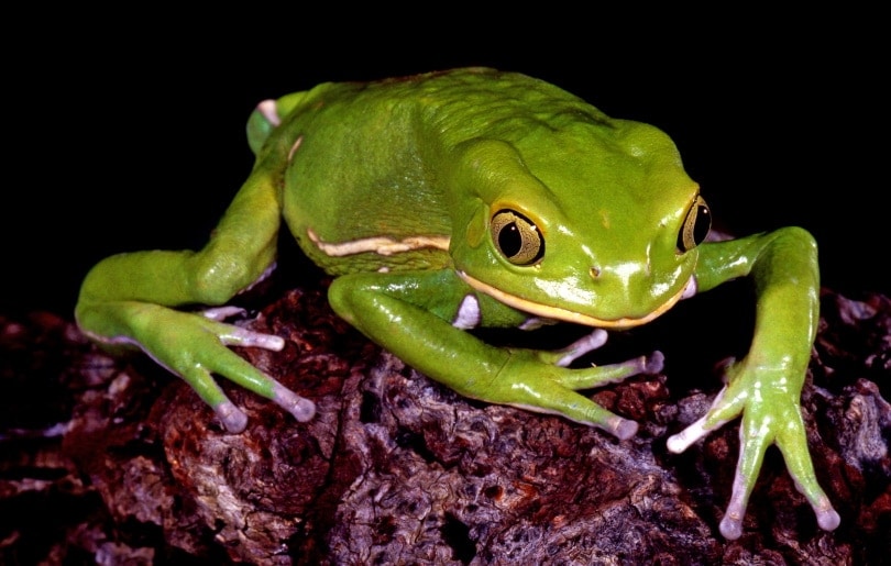 waxy monkey tree frog