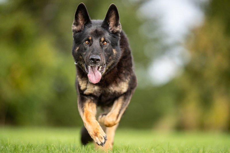 west german shepherd dog running outdoor