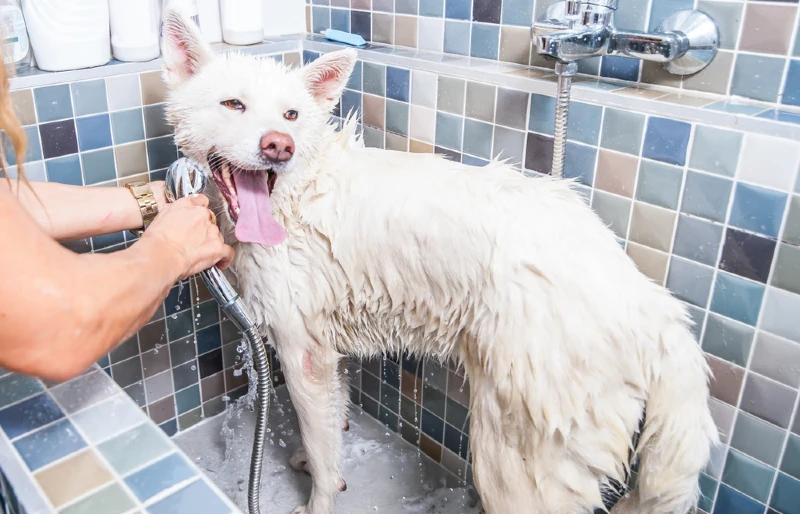 wet akita inu dog being given a bath by groomer