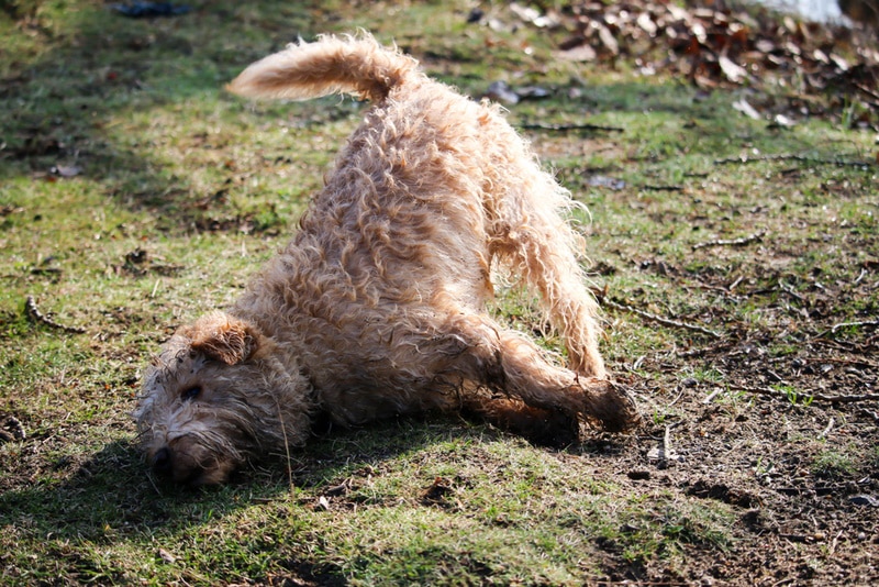 wet dog rolling in the grass