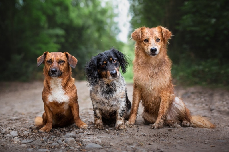 wet dogs sitting outdoor
