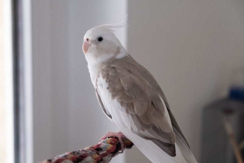 white faced cockatiel perching