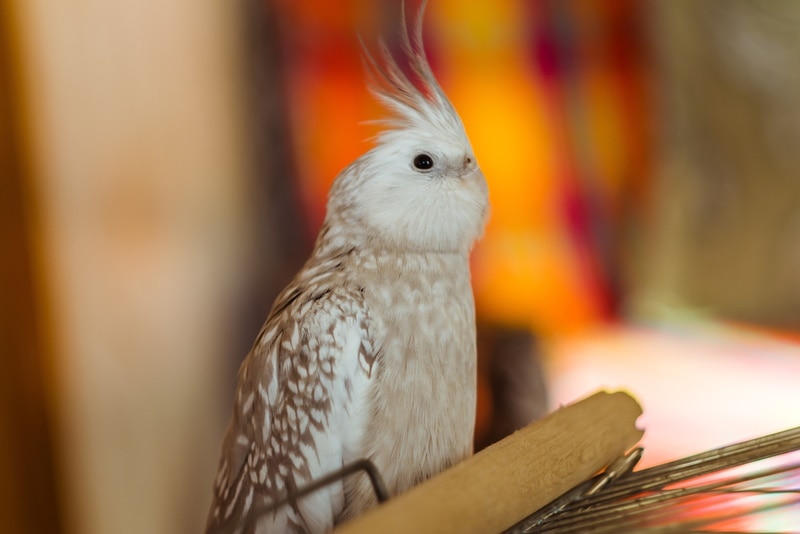 white faced cockatiel